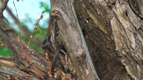 Le serpent noir et jaune Amur Coluber glisse sur une branche d'arbre de la forêt russe