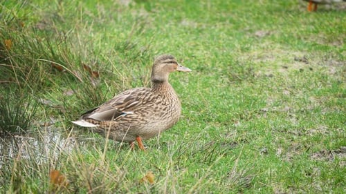 Female Mallard Duck Walking on Green Grass Near Lake Shore Wild Waterfowl Bird in Natural Habitat By