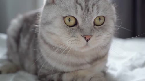 Adorable Scottish Fold Cat Resting on White Bed