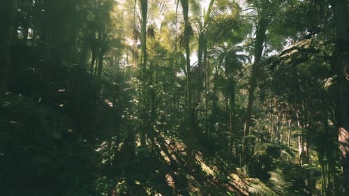 Exploring the Tranquil Jungle Landscape of Vietnam During Daylight Hours
