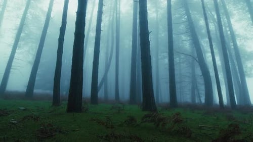 Silhouetten von Bäumen im Nebel eines geheimnisvollen Berges an Halloween