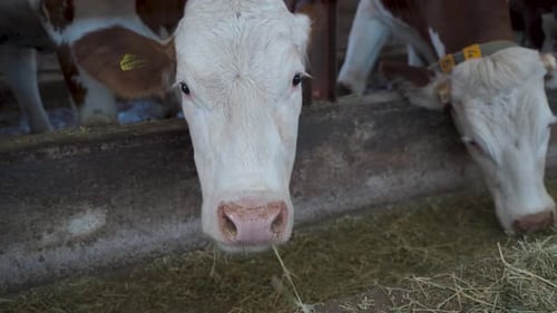 Herd of cows eating hay in cowshed on dairy farm 4K