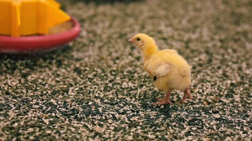 Broiler chicken on sunflower shells. Little yellow chick coming to a feeder on a poultry farm