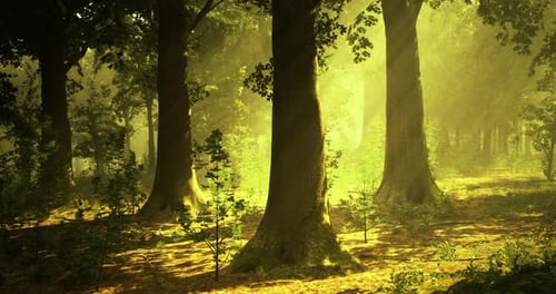 Sunlight Filtering Through Trees in a Peaceful Forest Setting
