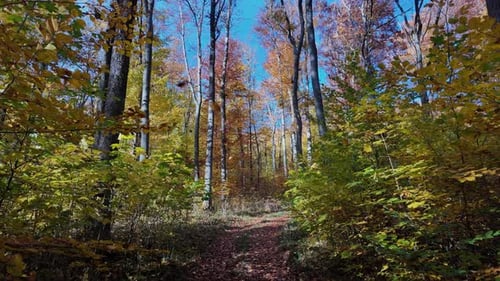 Sunlit Autumn Forest Path with Vibrant Foliage