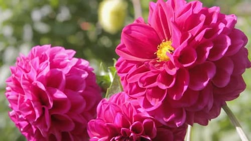 Close-up static shot showcasing beautiful magenta flowers with green plants in the background