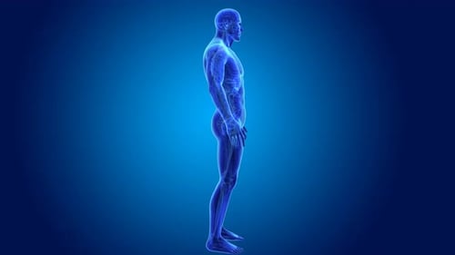 3D Human Body Scan with Internal Organs Rotation
