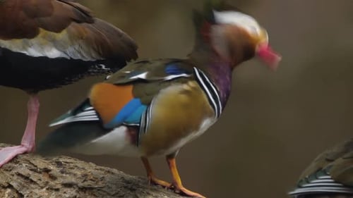Filmmusik Ansicht von Enten und Wildtieren im tiefen Wald