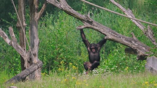 Chimpanzee swinging on dry wood with green surrounding