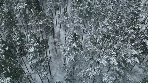 This is an Aerial View Showcasing a Beautiful Snow Covered Pine Forest Set in a Stunning Winter