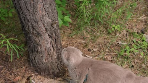 Grey cat sniffs at a tree in park
