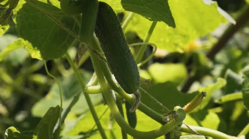 Organic Cucumber Growing in the Vegetable Garden Ready for Harvesting Agriculture Farming Gardening