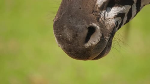 View of zebra nostrils and pan up to face