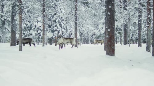 Reindeer herd pasturing in a snowy forest in Finnish Lapland. 4K