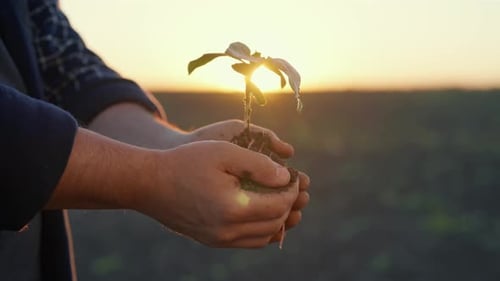 Farmer or Botanist Holding Small Plant Sprout in Hands Closeup View Farming Farm Worker Planting