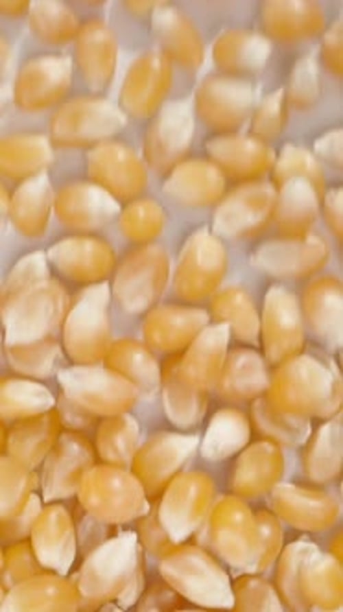 Vidéo verticale. Grains de maïs secs pour faire du pop-corn éparpillés sur un fond blanc
, vue de dessus.