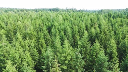 Green conifer forest tops, low angle aerial view
