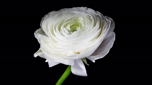 Close Up White Flower Blooming Elegantly