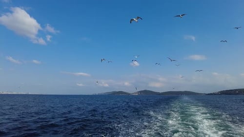 Eine Herde Möwen fliegt in Zeitlupe hinter der Fähre, die den Bosporus in Istanbul, Türkei, überquert