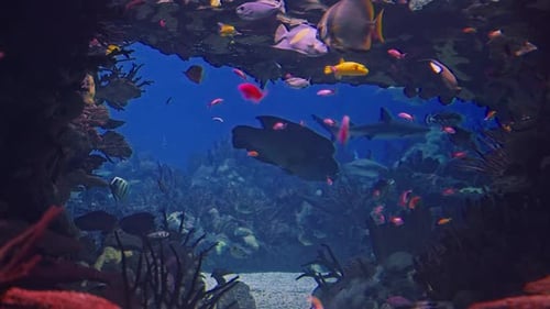 Diverse Fish Swimming in Ocean Habitat with Sharks