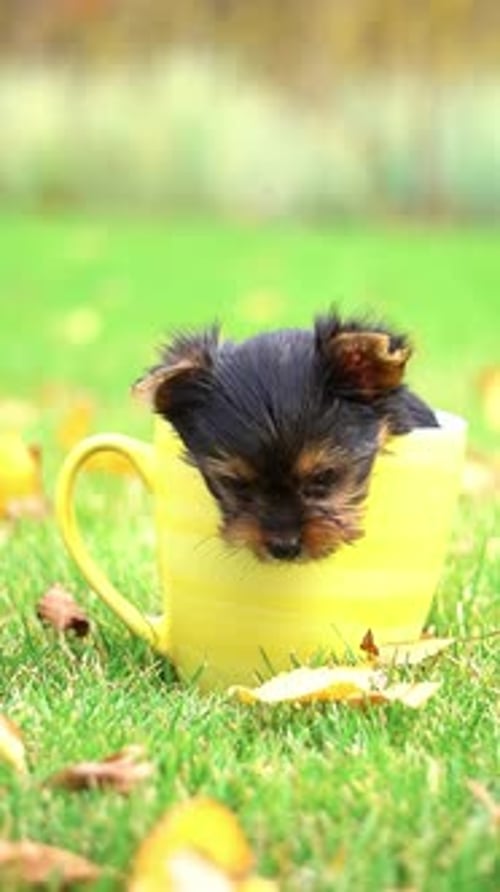 Cachorro de Yorkshire Terrier sentado en una taza amarilla en un césped verde. Perrito divertido y juguetón. Mascotas domésticas