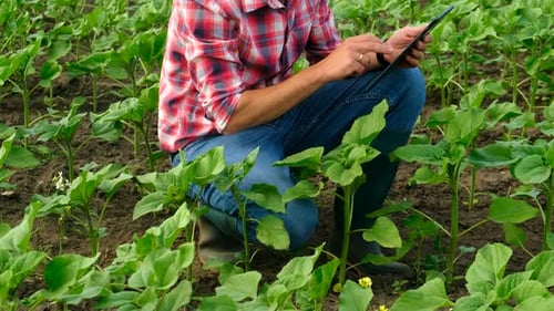A Man Farmer in a Field of Sunflowers Selective Focus