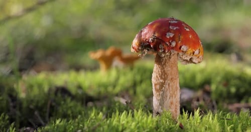 Fly agaric Mushroom In a forest.