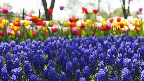 Field of Blue Muscari and Colorful Tulips of Different Varieties and Vibrant Colors Blooming in City