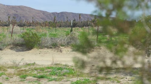 A sandy road surrounded by Rocky Mountains, Lush green shrubs and flowers as well as an old rusting