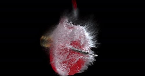 Red Balloon Filled With Water Exploding on Black
