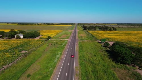 Car Riding Through Sunflower Field in Argentina Aerial View