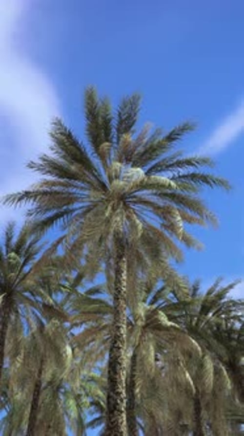 Palm Trees Vintage Toned Perspective View to the Sky