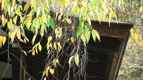 Bright Yellow and Green Leaves on Tree Branches