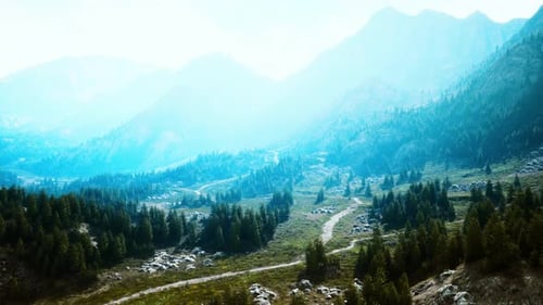 Bird's Eye View of Road Running Through Beautiful Green Pine Woods