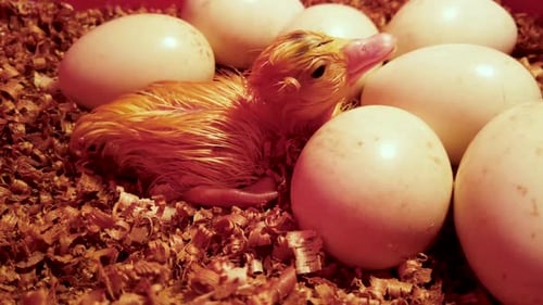 Newborn yellow duckling rests in nest surrounded by eggs, falls asleep