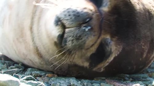 Arctic seal resting on beach