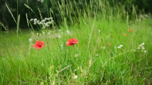 Red Poppy Flowers In Grassy Meadow On A Summer Day
