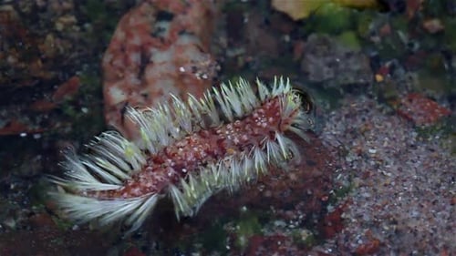 Bristly Marine Worm Resting on Rock Underwater