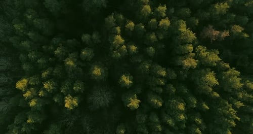 Aerial Forest Shot Nature Parkland Top View Flyover