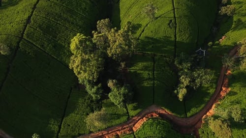 Aerial Drone Top View of Scenery Road Through Green Mountains Hills and Tea Plantations