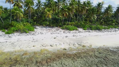 Maldives Islands Coastline with Ocean Tropical Beach and Palms Aerial View
