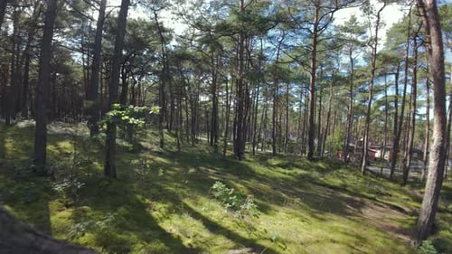 Beautiful aerial perspective of a forest captured by an FPV drone. Flying swiftly through branches