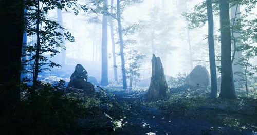 Mysterious Forest Pathway Shrouded in Mist During Early Morning Hours
