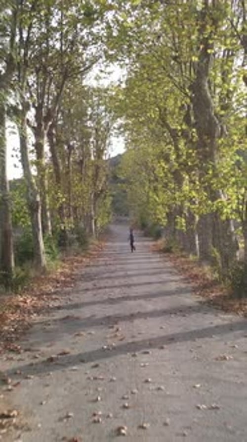 Person Walking Down Tree Lined Country Road