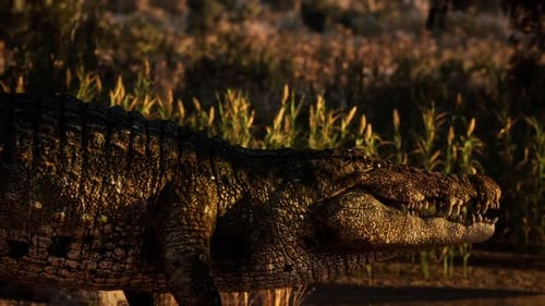 Crocodile se reposant près d'une zone humide entourée de hautes herbes au crépuscule