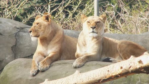 Zwei majestätische Löwen ruhen in der afrikanischen Tierwelt 4K