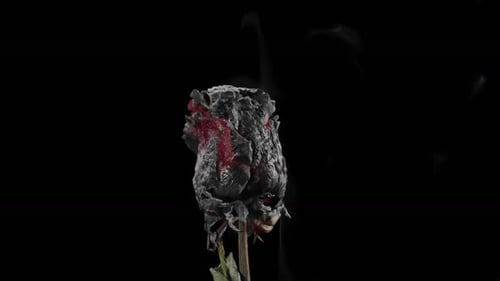 Burnt Rose Smoking on a Black Background