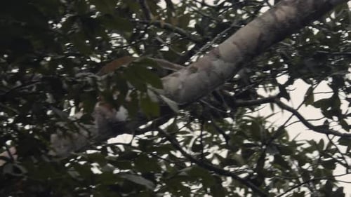 Monkey high in tree running across a branch getting ready to make a big jump