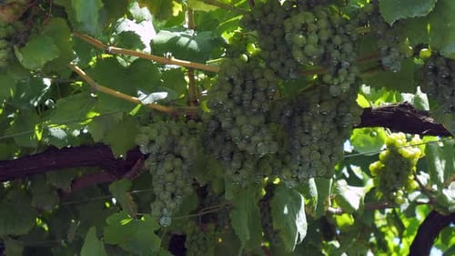 Reife Traubenbüschel hängen an Weinreben im sonnenbeschienenen Weinberg