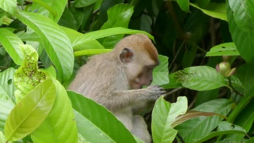 Macaque Eating in a Tree in the Jungle of Borneo